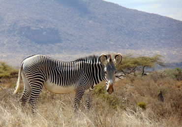 Grevy's Zebra - Samburu National Reserve, Kenya